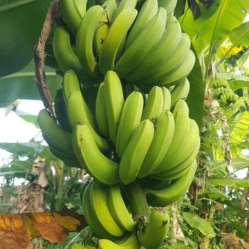 Giant Cavendish Banana Seeds 