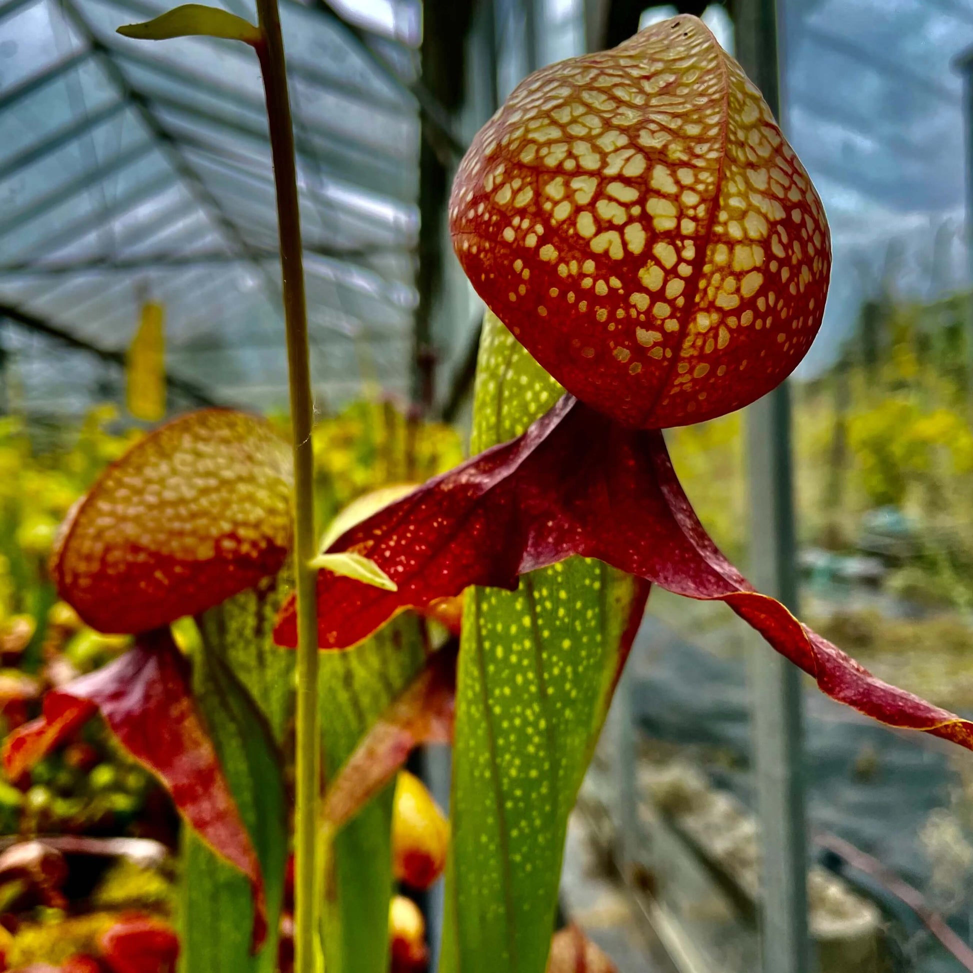 Giant Cobra Lily Seeds