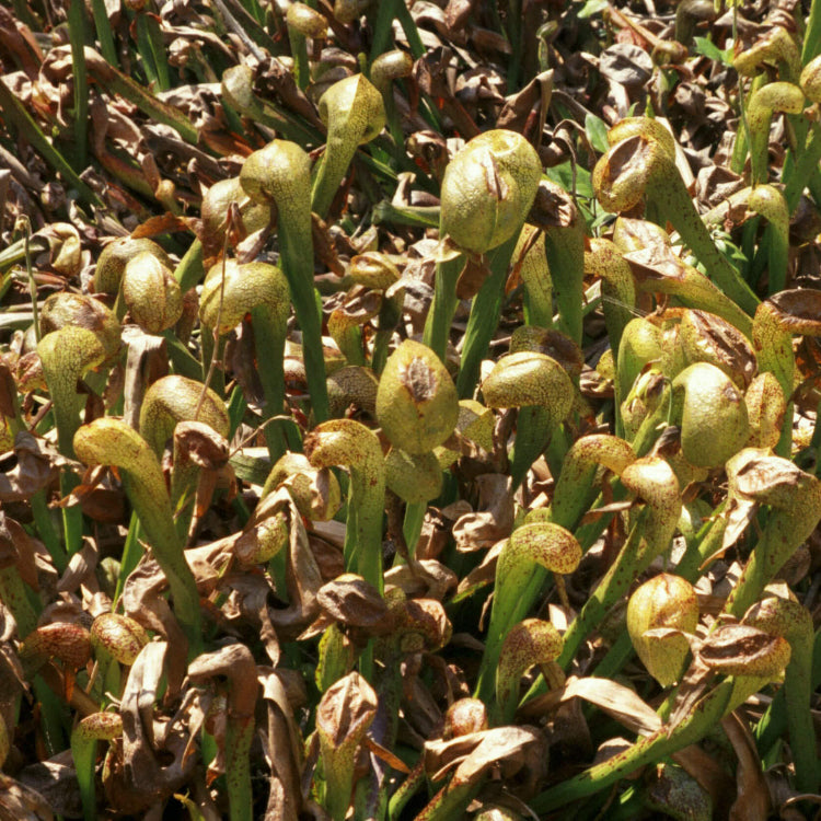 Giant Cobra Lily Seeds