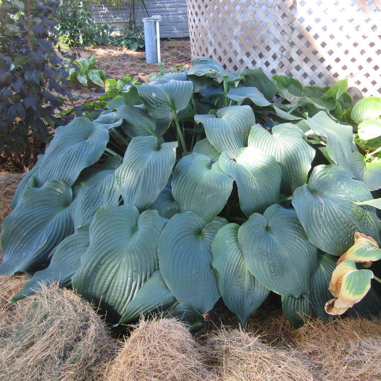 Giant Hosta Seeds - Flower Plant