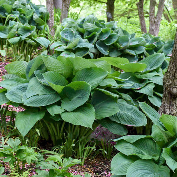 Giant Hosta Seeds - Flower Plant