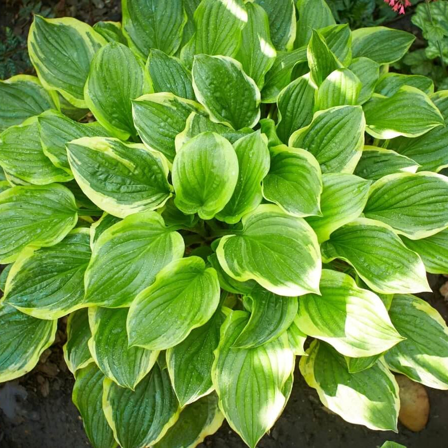 Giant Hosta Seeds - Flower Plant