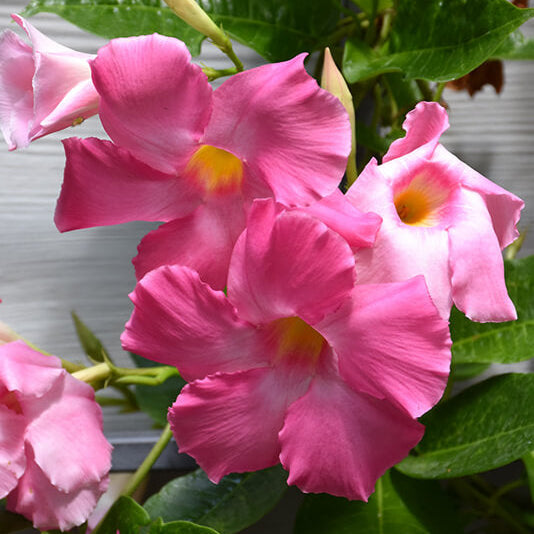 Giant Mandevilla Seeds