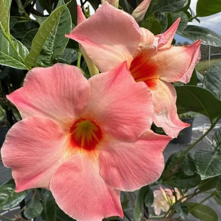 Giant Mandevilla Seeds