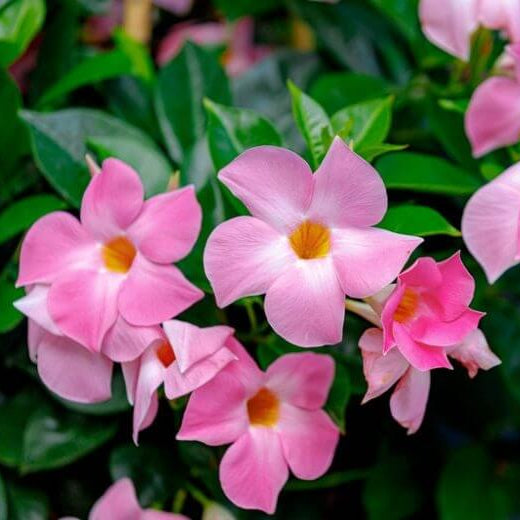 Giant Mandevilla Seeds