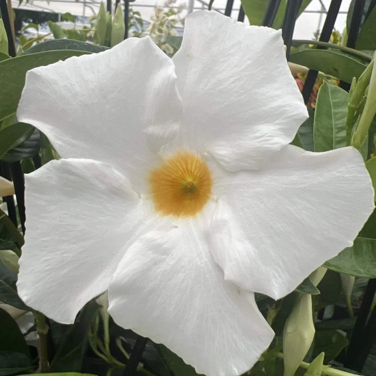 Giant Mandevilla Seeds