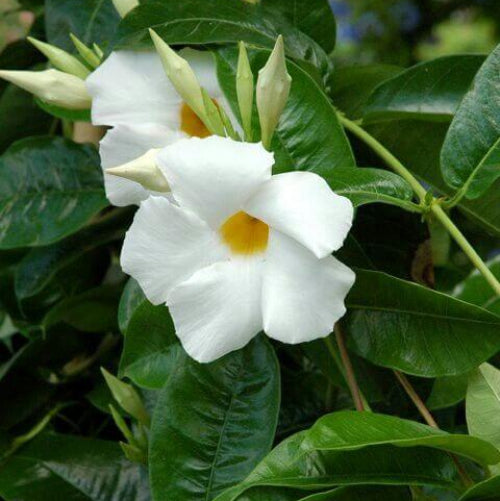 Giant Mandevilla Seeds