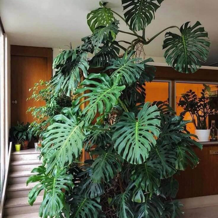 Giant Monstera Seeds