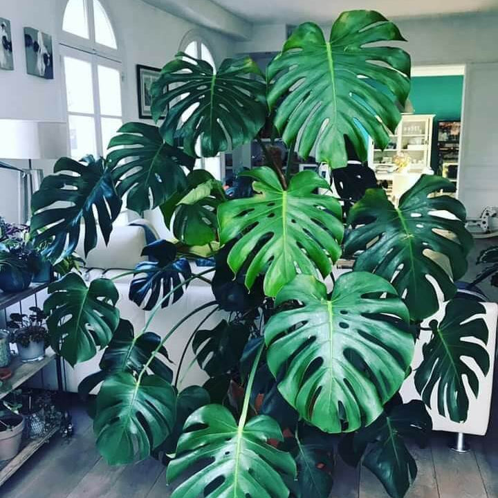 Giant Monstera Seeds