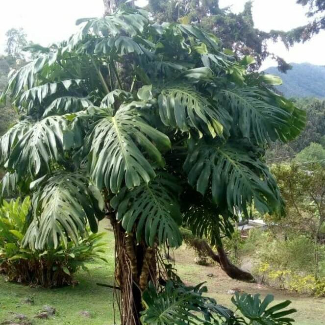 Giant Monstera Seeds