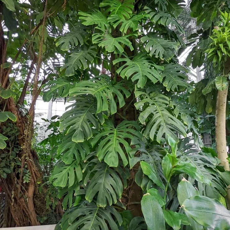 Giant Monstera Seeds