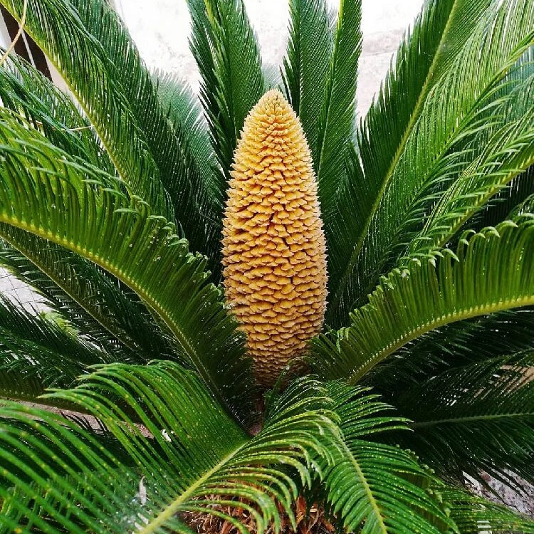Giant Sago Palm Seeds