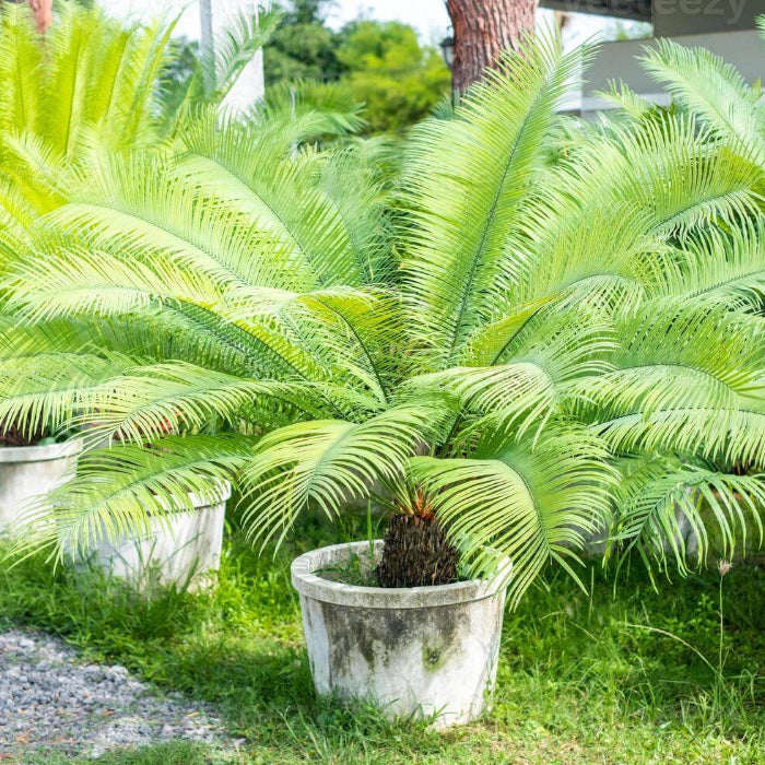 Giant Sago Palm Seeds