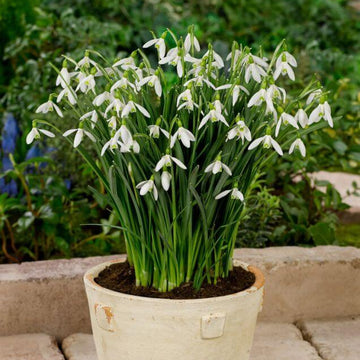 Giant Snowdrop Seeds - Flower Plant
