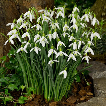 Giant Snowdrop Seeds - Flower Plant