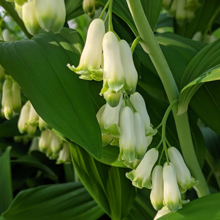 Giant Solomon’s Seal Seeds