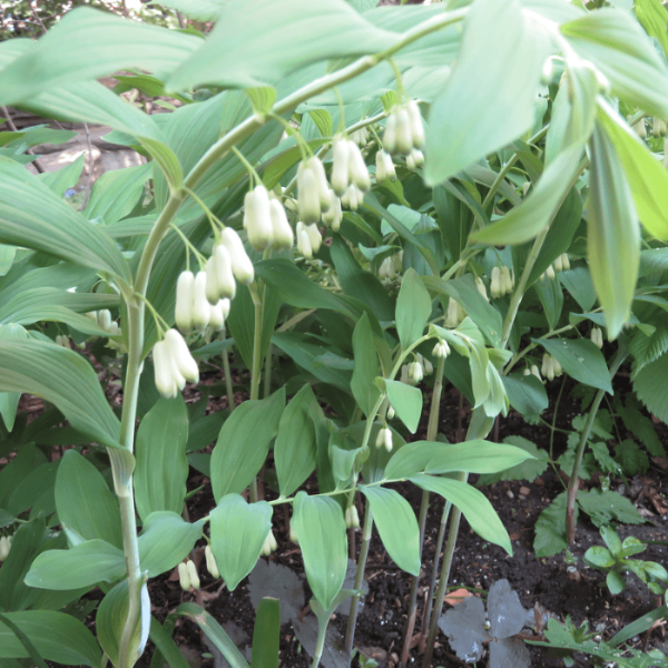 Giant Solomon’s Seal Seeds