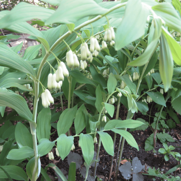Giant Solomon’s Seal Seeds