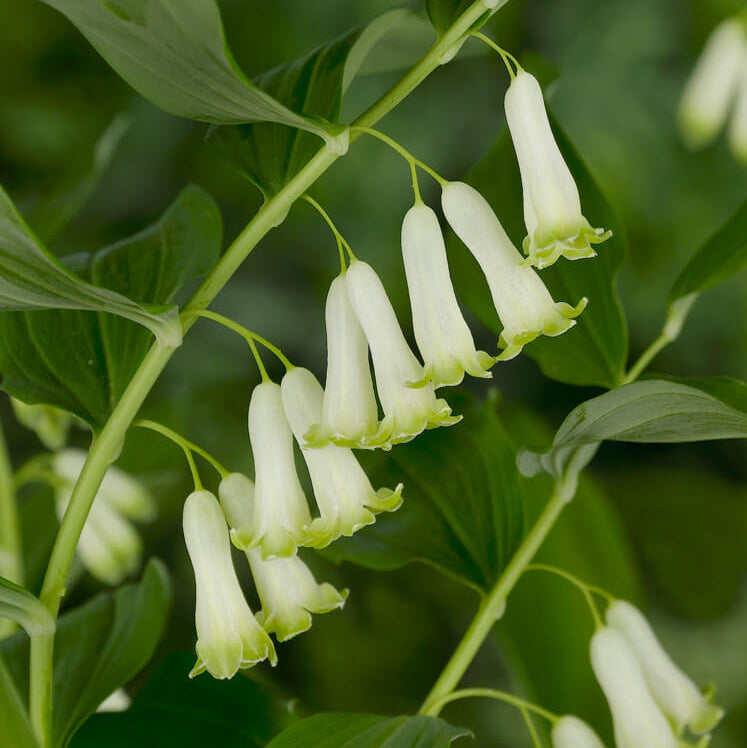 Giant Solomon’s Seal Seeds