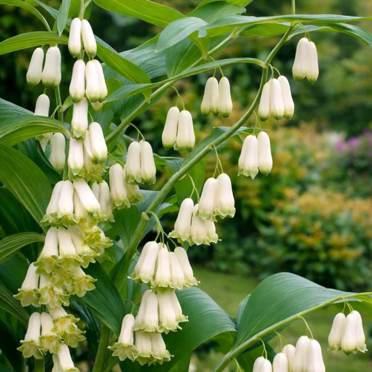 Giant Solomon’s Seal Seeds