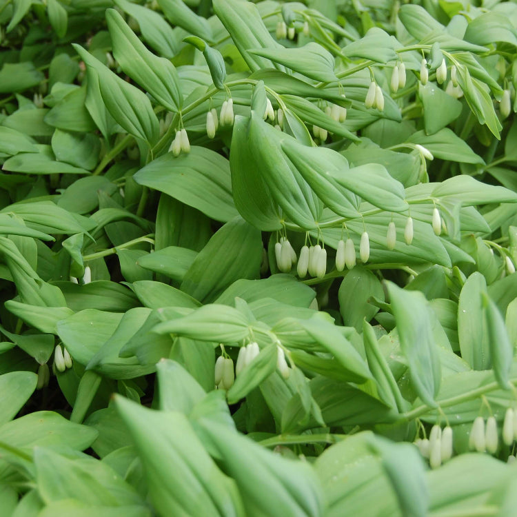 Giant Solomon’s Seal Seeds