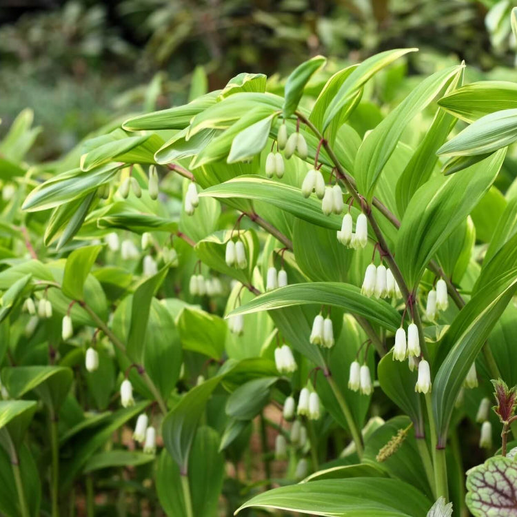 Giant Solomon’s Seal Seeds