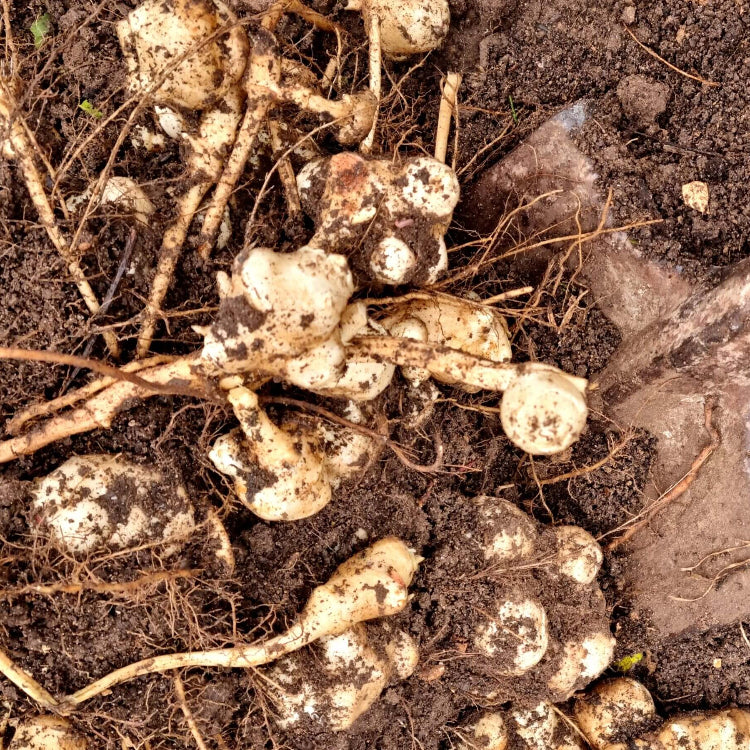 Giant Sunchoke Plant Seeds