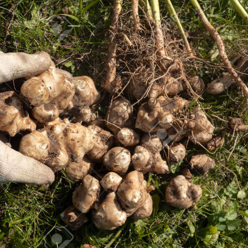 Giant Sunchoke Plant Seeds