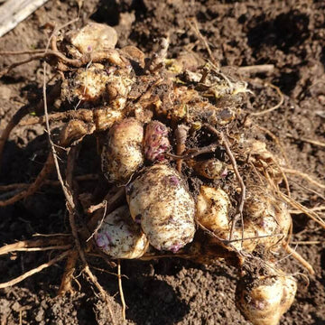 Giant Sunchoke Plant Seeds