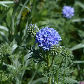 Gilia Capitata Seeds –  Wildflower