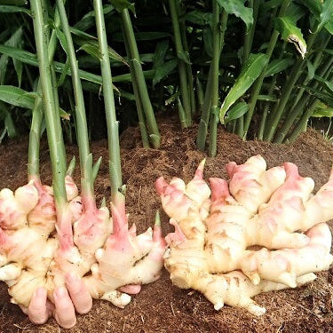 Ginger Seeds – Green and White