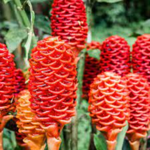 Ginger Seeds – Perennial
