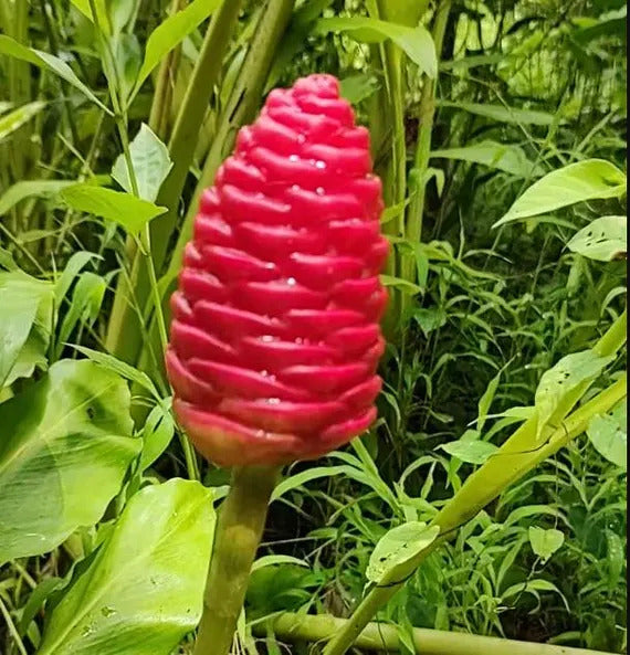 Ginger Seeds – Perennial
