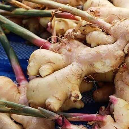 Ginger Seeds – Green and White