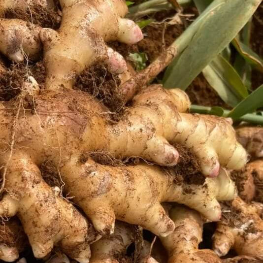 Ginger Seeds – Brown