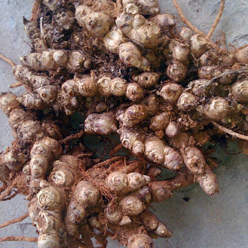 Ginger Seeds – Brown