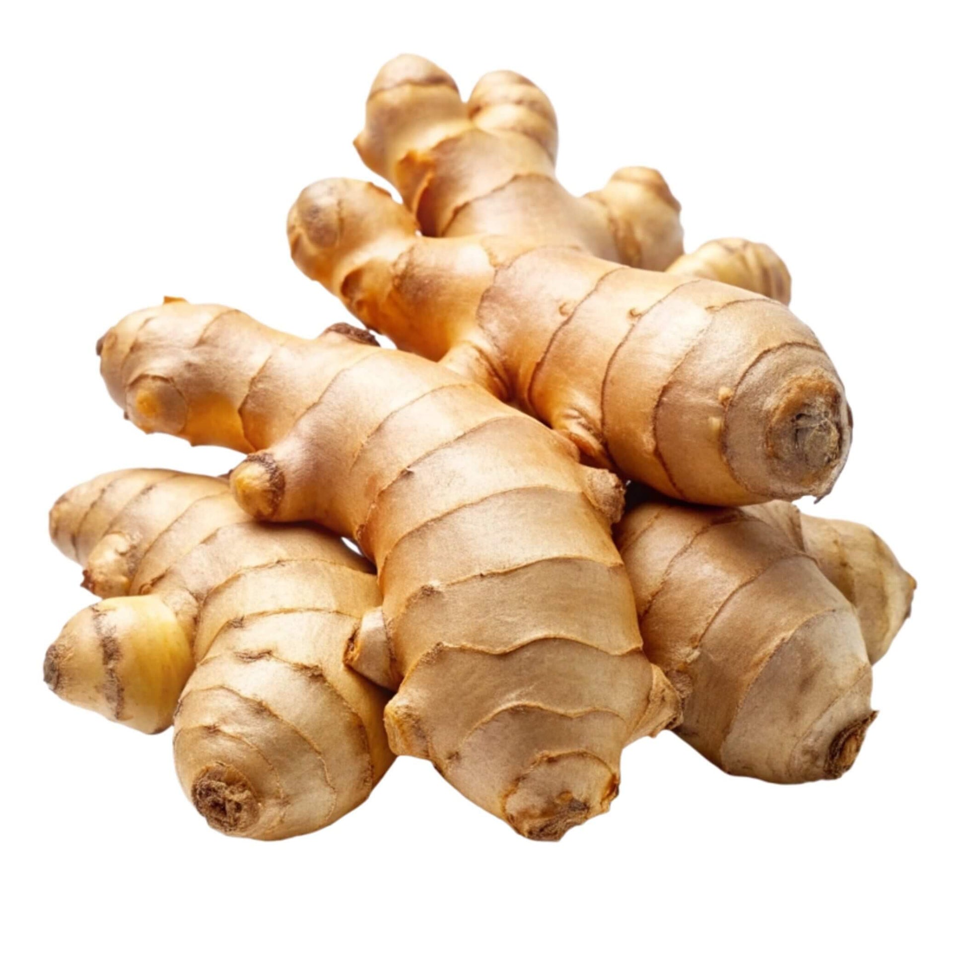 Ginger Seeds – Cream