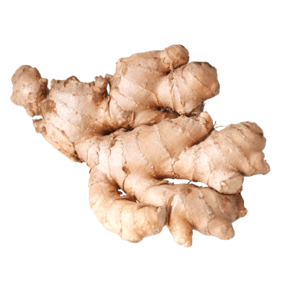 Ginger Seeds – Cream