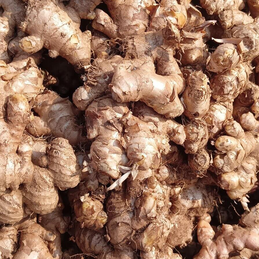 Ginger Seeds – Brown