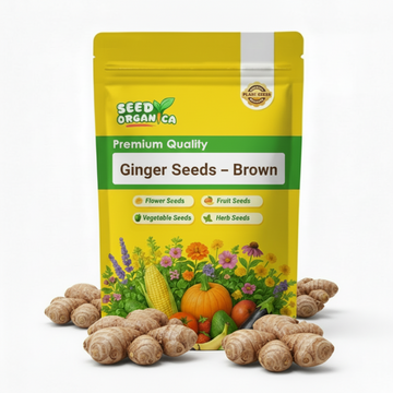 Ginger Seeds – Brown