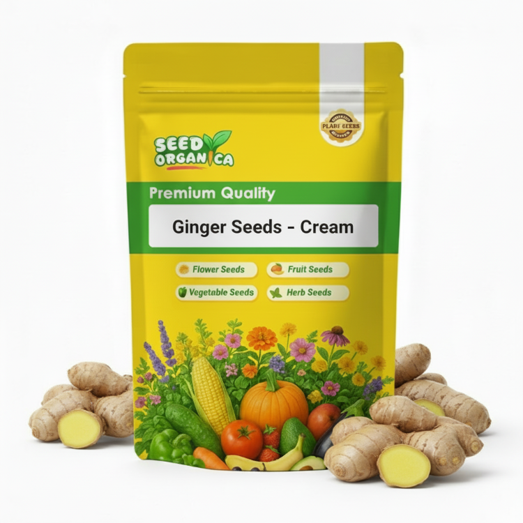 Ginger Seeds – Cream