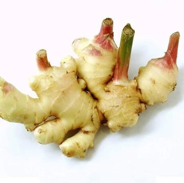 Ginger Seeds – Green and White