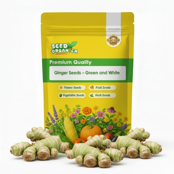 Green and White Ginger Seeds | Garden Ginger Planting