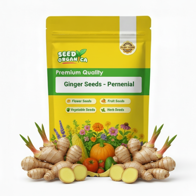 Perennial Ginger Seeds | Garden Ginger Planting