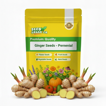 Ginger Seeds – Perennial