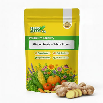Ginger Seeds – White Brown