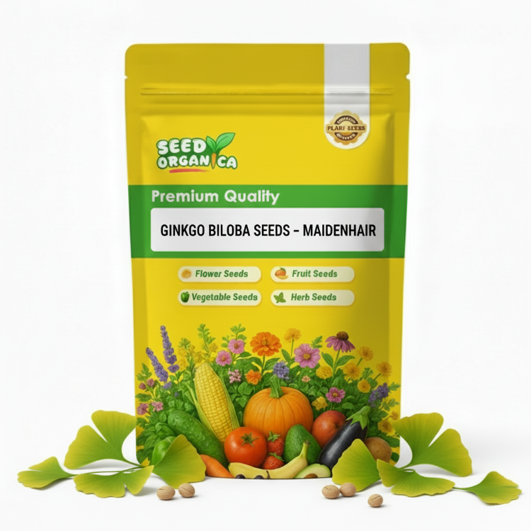 Ginkgo Biloba Seeds – Maidenhair