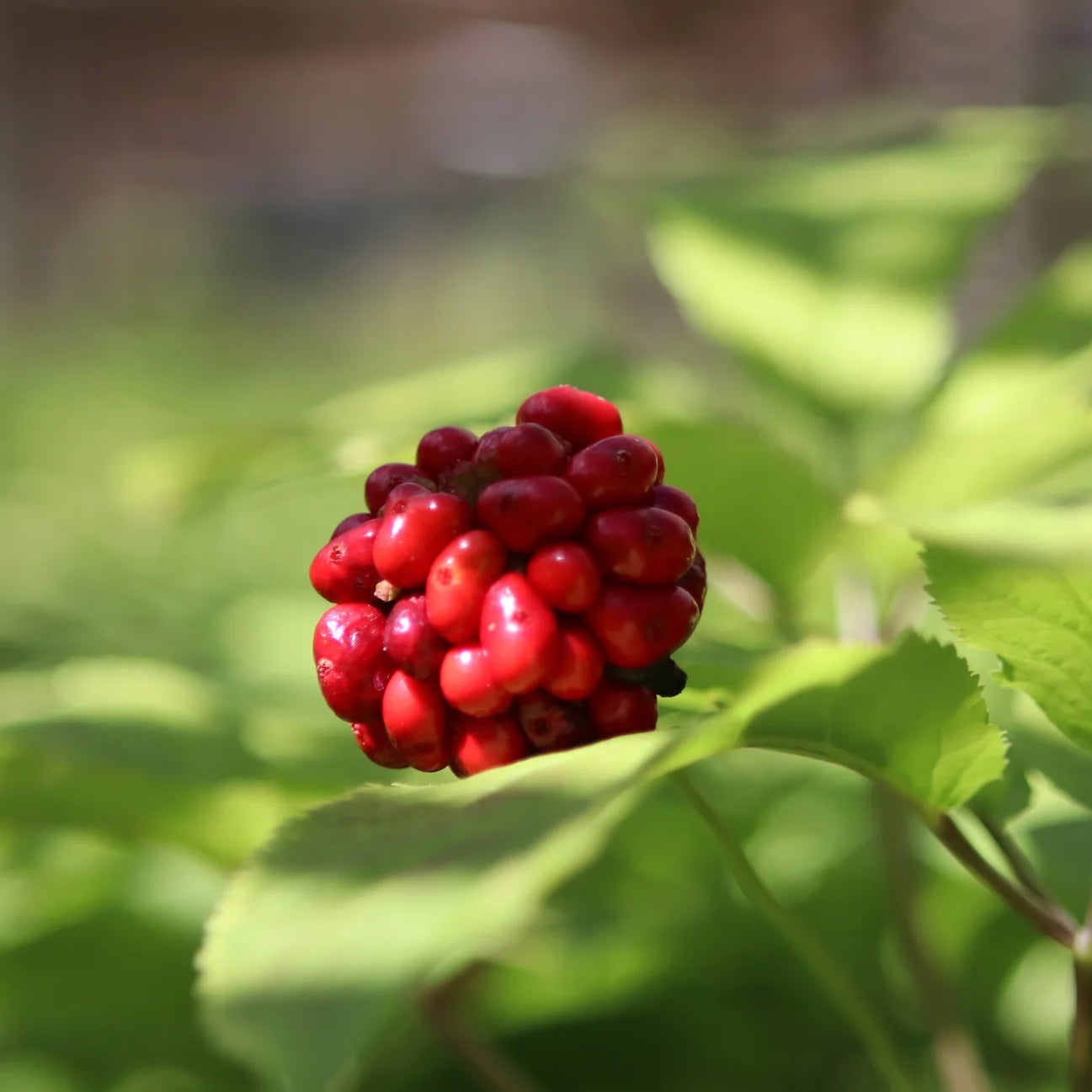 Ginseng Seeds – American
