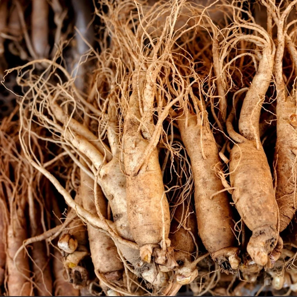 Ginseng Seeds – Korean
