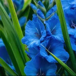Gladiolus Seeds – Blue